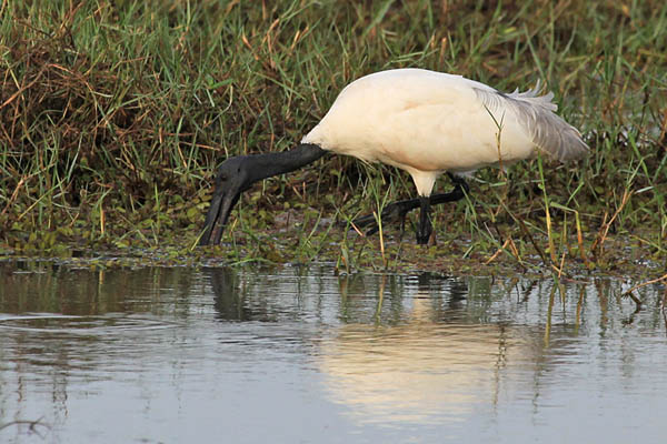 Heilige Ibis